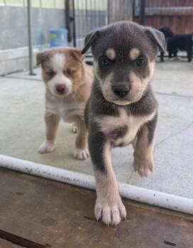 Labrador Retriever Dogs Available for Adoption - Marilynn