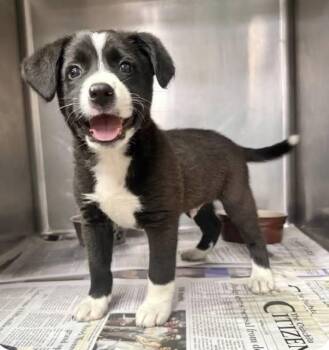 Border Collie and Australian Shepherd Dogs Available for Adoption in Choudrant, Louisiana - Jax | PetCurious