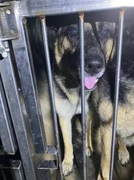 German Shepherd Dog Dogs Available for Adoption - ZALDANA | PetCurious