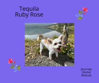 Tequila Ruby Rose -  Pomapoo and Shih Tzu Dog for Adoption in East Wenatchee, Washington - Tequila Ruby Rose | PetCurious