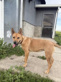 Nala -  Shepherd Dog for Adoption in Stockton, California - Nala | PetCurious