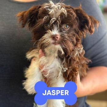 Jasper -  Poodle Dog for Adoption in De Pere, Wisconsin - Jasper | PetCurious