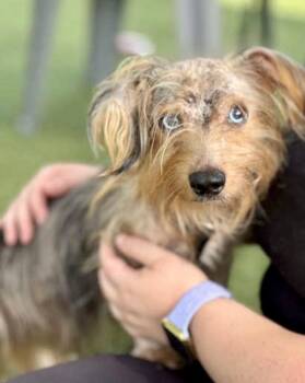 Truffles -  Chinese Crested Dog and Yorkshire Terrier Dog for Adoption in Tifton, Georgia - Truffles | PetCurious