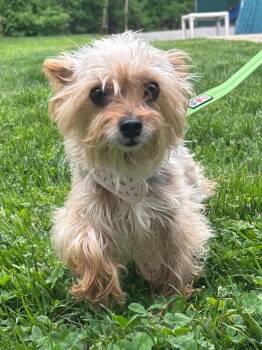 Yorkshire Terrier and Mixed Breed Dogs Available for Adoption in Fall River, Massachusetts - Bowsette | PetCurious