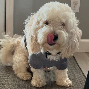 Neo -  Poodle Dog for Adoption in Pflugerville, Texas - Neo | PetCurious