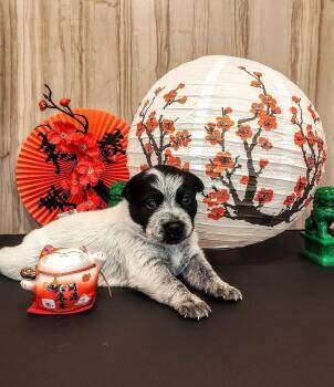 Chinese Takeout Litter - Dumpling -  Australian Cattle Dog Blue Heeler Dog for Adoption in Columbus, Ohio - Chinese Takeout Litter - Dumpling | PetCurious