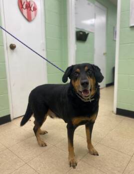 Rescue Hound Dogs for Adoption in Martinsville, Virginia - Gronk | PetCurious