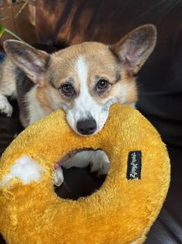 Lexi-I26040 -  Pembroke Welsh Corgi Dog for Adoption in Anoka, Minnesota - Lexi-I26040 | PetCurious