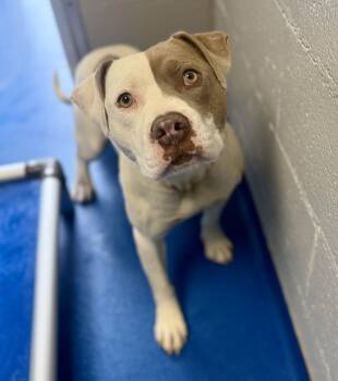 Terrier Dogs Available for Adoption in Lancaster, South Carolina - Marcel | PetCurious