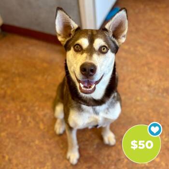 Husky and Shepherd Dogs Available for Adoption in Glenwood Springs, Colorado - Zeus | PetCurious