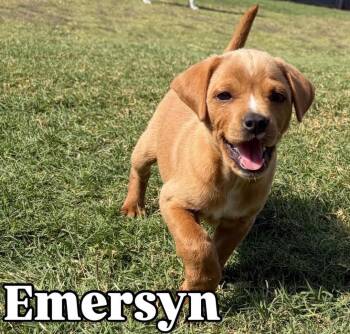 Emersyn -  Mixed Breed Dog for Adoption in Coppell, Texas - Emersyn | PetCurious