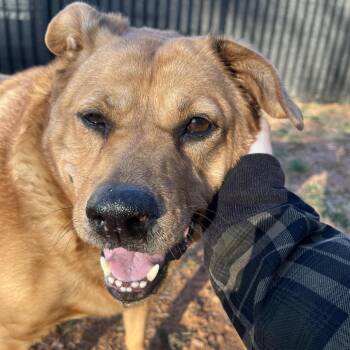 Canaan Dog and Mixed Breed Dogs Available for Adoption in Roanoke, Virginia - Royalty | PetCurious