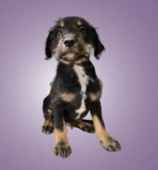 Terrier Dogs Available for Adoption in Boulder, Colorado - Robin | PetCurious