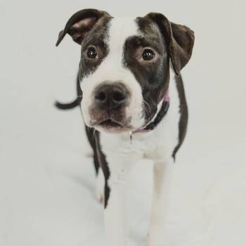 Arty -  Pit Bull Terrier Dog for Adoption in Krum, Texas - Arty | PetCurious