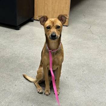 Orion -  Chihuahua Dog for Adoption in Long Beach, California - Orion | PetCurious