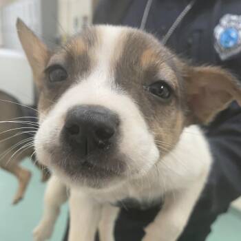 Hawaii -  Mixed Breed Dog for Adoption in Memphis, Tennessee - Hawaii | PetCurious