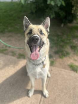 Rescue Shepherd and Husky Dogs for Adoption in Newark, New Jersey - Porter | PetCurious