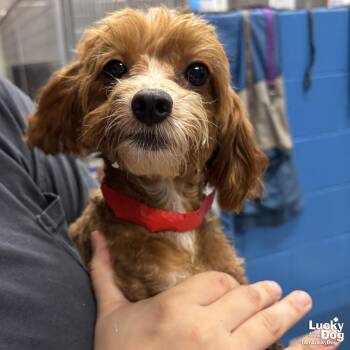 Poodle Dogs Available for Adoption in Washington, District Of Columbia - Petal | PetCurious
