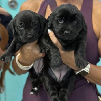 Josie -  Dachshund and Golden Retriever Dog Available for Adoption in Fort Lauderdale, Florida - Josie | PetCurious