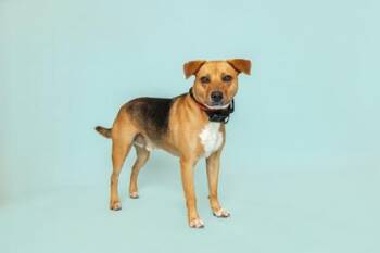 Noodle -  Mixed Breed Dog for Adoption in Sevierville, Tennessee - Noodle | PetCurious