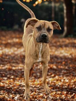 Rescue Boxer Dogs for Adoption in Cranston, Rhode Island - COPPER | PetCurious