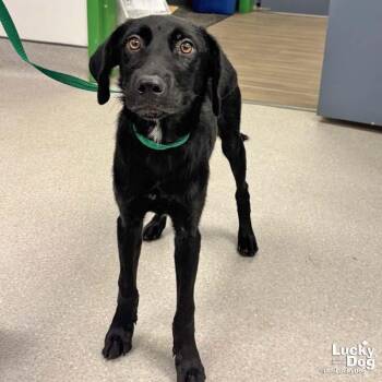 Society -  Labrador Retriever Dog for Adoption in Washington, District Of Columbia - Society | PetCurious