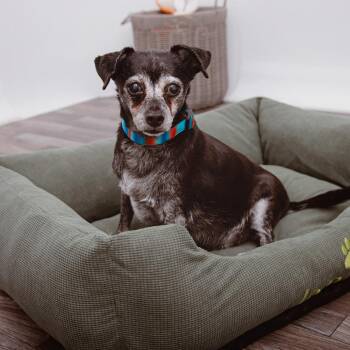 Baxter -  Rat Terrier and Mixed Breed Dog for Adoption in Los Angeles, California - Baxter | PetCurious