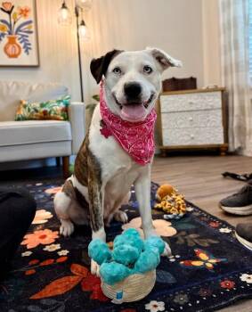 Pearl LuluBelle Blue Eyed Beauty -  Catahoula Leopard Dog and Labrador Retriever Dog for Adoption in Friendswood, Texas - Pearl LuluBelle Blue Eyed Beauty | PetCurious
