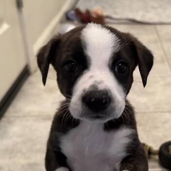 Sofia -  Pit Bull Terrier and Mixed Breed Dog for Adoption in Sacramento, California - Sofia | PetCurious