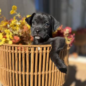 Winnie -  Vizsla and Terrier Dog for Adoption in Baton Rouge, Louisiana - Winnie | PetCurious