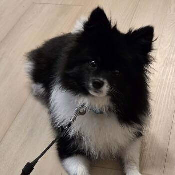 Rescue Pomeranian Dogs for Adoption in Chelmsford, Massachusetts - Cannoli | PetCurious