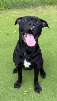 Rescue Labrador Retriever and Pit Bull Terrier Dogs for Adoption in Sugar Land, Texas - SIREN | PetCurious