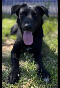 Labrador Retriever and Retriever Dogs Available for Adoption in Bethel, Vermont - Cookie | PetCurious