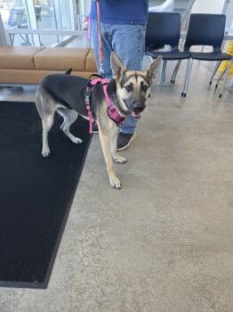 Rescue German Shepherd Dog and Mixed Breed Dogs for Adoption in Fort Worth, Texas - Nala | PetCurious