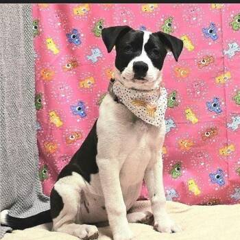 Vonn -  Shepherd and Mixed Breed Dog for Adoption in Houston, Texas - Vonn | PetCurious