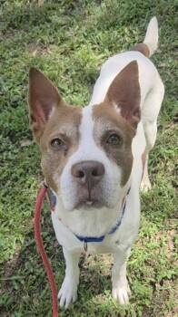 SANCHEZ -  Pointer and Mixed Breed Dog for Adoption in Fort Lauderdale, Florida - SANCHEZ | PetCurious