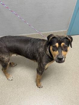 GRATUITY TUCCI -  Rottweiler and Mixed Breed Dog for Adoption in Las Vegas, Nevada - GRATUITY TUCCI | PetCurious