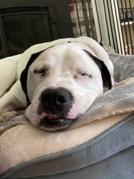 Henry- ADOPTION FEE SPONSORED -  Mixed Breed Dog for Adoption in Pembroke, Massachusetts - Henry- ADOPTION FEE SPONSORED | PetCurious