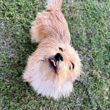 Paco -  Terrier and Mixed Breed Dog Available for Adoption in Fayetteville, Arkansas - Paco | PetCurious