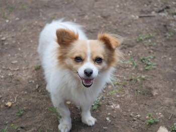 Bunnie -  Pomeranian and Toy Fox Terrier Dog for Adoption in Boulder, Colorado - Bunnie | PetCurious