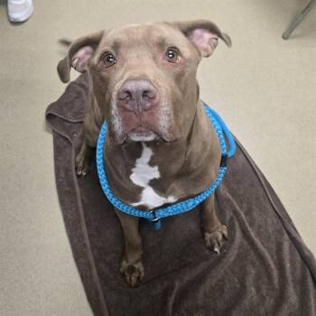 MUSTAFA -  Labrador Retriever and Mixed Breed Dog for Adoption in Easton, Maryland - MUSTAFA | PetCurious