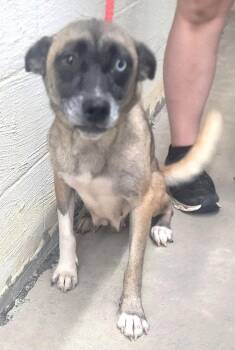 261256  Helena -  Belgian Shepherd Malinois and Husky Dog for Adoption in Wetumpka, Alabama - 261256  Helena | PetCurious