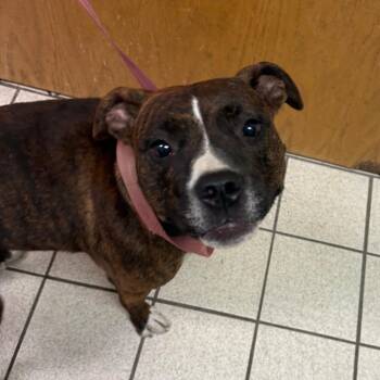 Delilah -  Mixed Breed Dog for Adoption in Charleston, West Virginia - Delilah | PetCurious