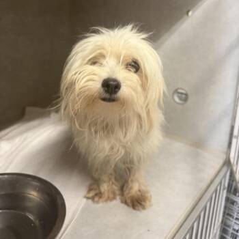 Fruit Salad -  Maltese Dog for Adoption in Northbrook, Illinois - Fruit Salad | PetCurious