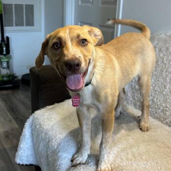 Rescue Cattle Dog Dogs for Adoption in Tallahassee, Florida - Cashew | PetCurious