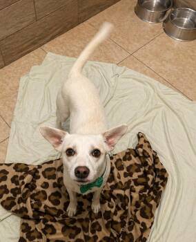 Dachshund and Corgi Dogs Available for Adoption - Mario | PetCurious