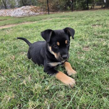 Hebe -  Rottweiler and Terrier Dog for Adoption in Lowell, Arkansas - Hebe | PetCurious