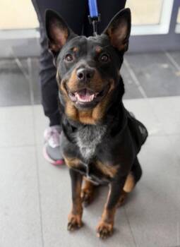 Lancashire Heeler and Terrier Dogs Available for Adoption in Bloomfield, Connecticut - Petunia | PetCurious