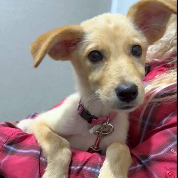 Alley -  Yellow Labrador Retriever and Golden Retriever Dog for Adoption in Brock, Texas - Alley | PetCurious