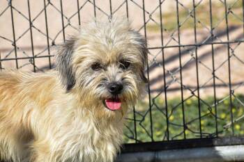 Boomer -  Lhasa Apso Dog for Adoption in Shorewood, Illinois - Boomer | PetCurious